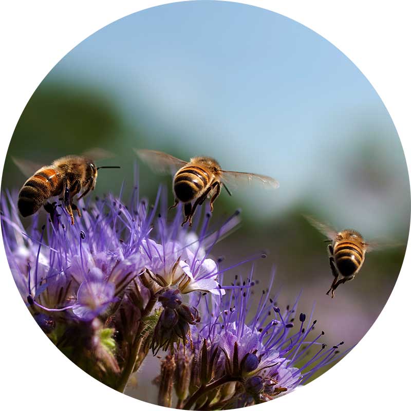 Bees and purple flowers