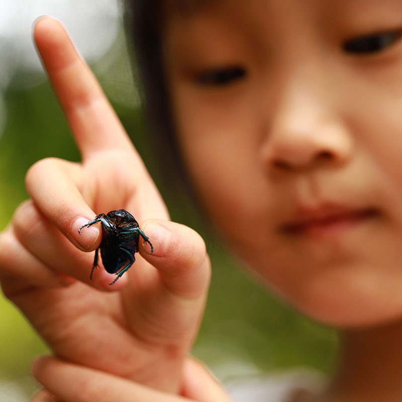 Little girl studying a bug