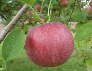 Rhode Island Fruit Growers Association Logo