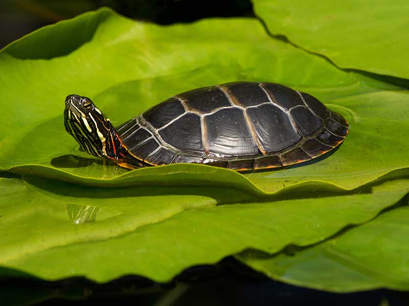 Turtle on a lily pad