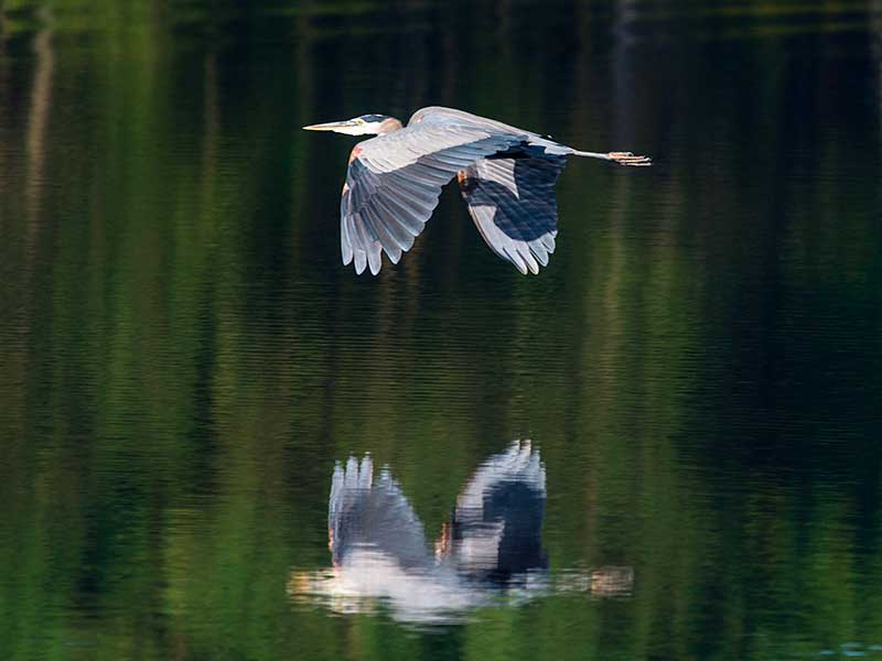 Audubon Society of Rhode Island