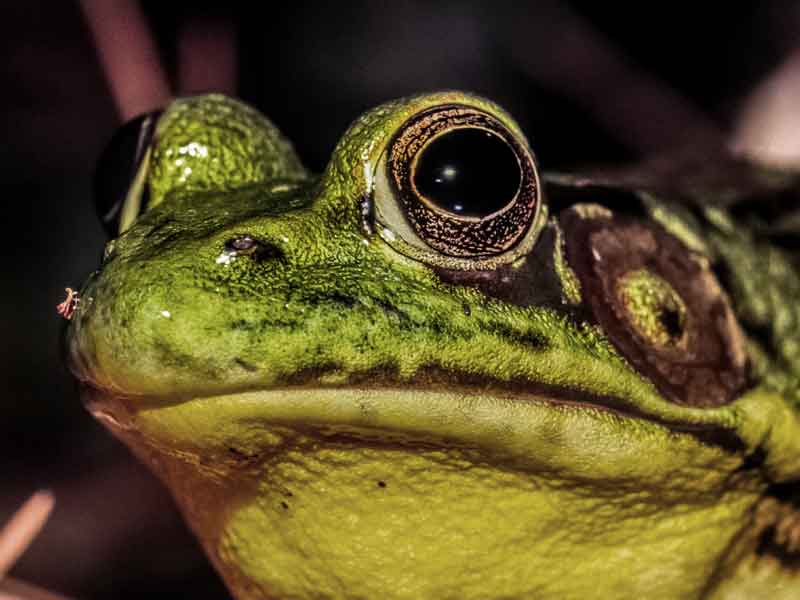 Roger Williams Park Zoo FrogWatch USA