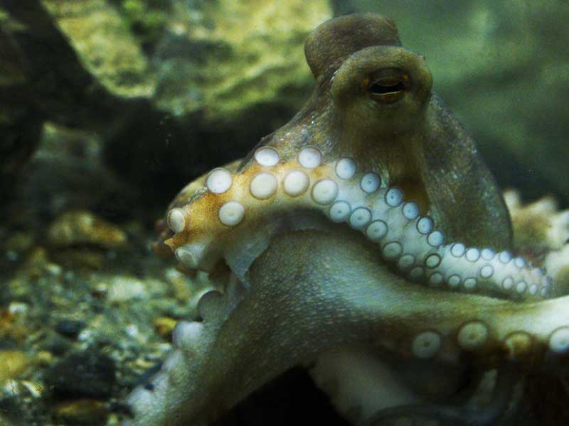 Biomes Marine Biology Center