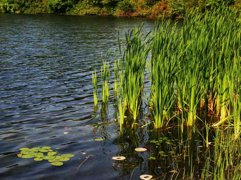 Blackstone River Watershed Council / Friends of the Blackstone