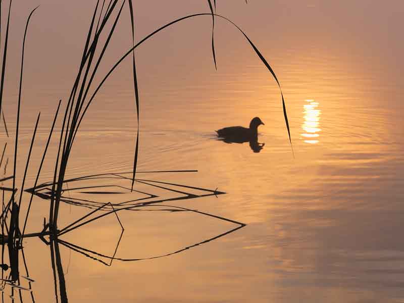 Duck in the water