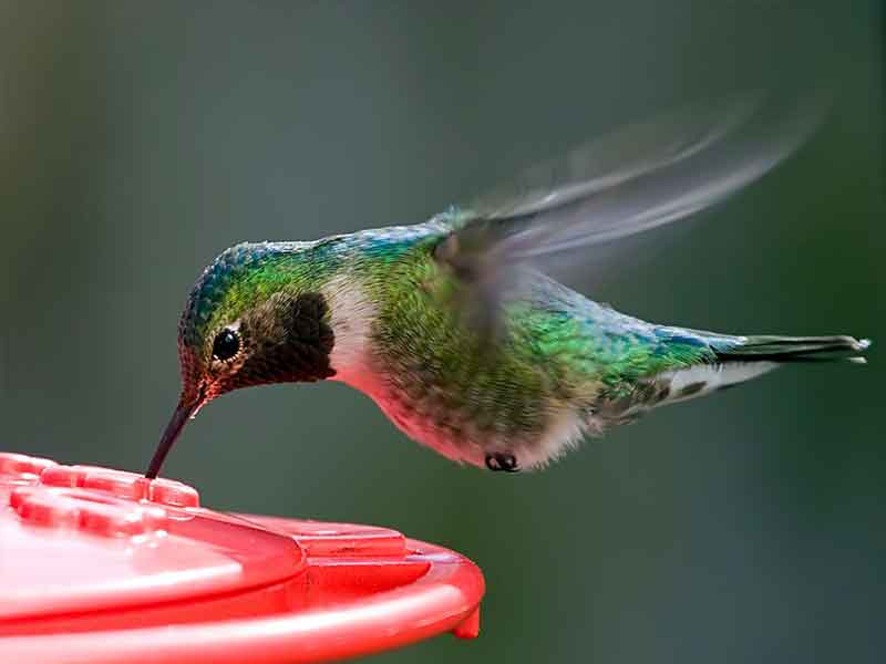 FeederWatch