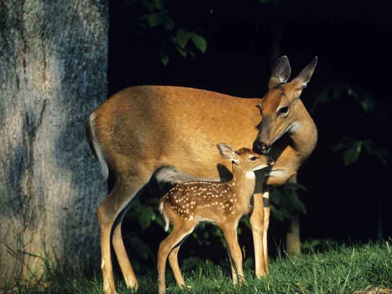 Friends of the National Wildlife Refuges of Rhode Island