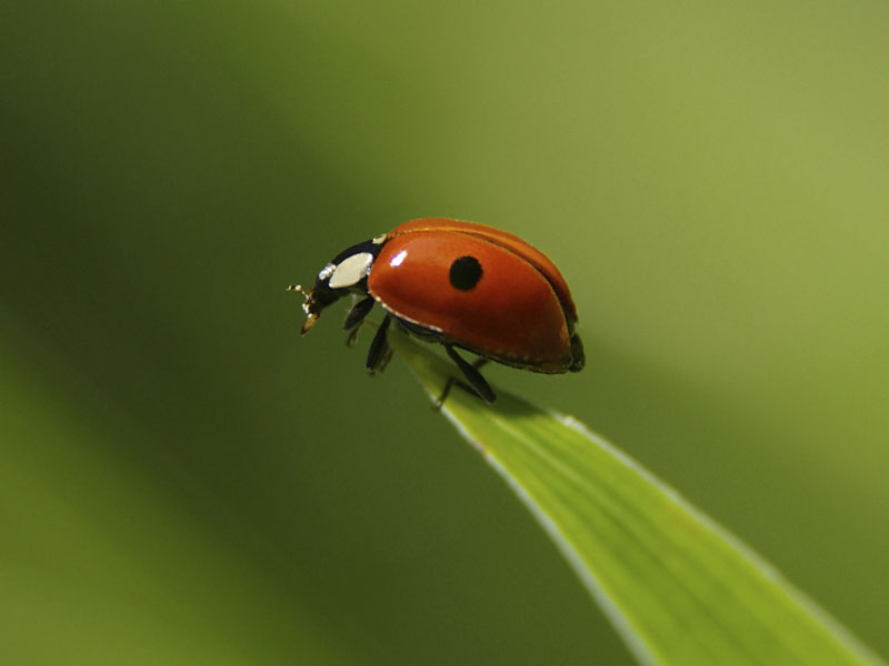 Lost Ladybug Project