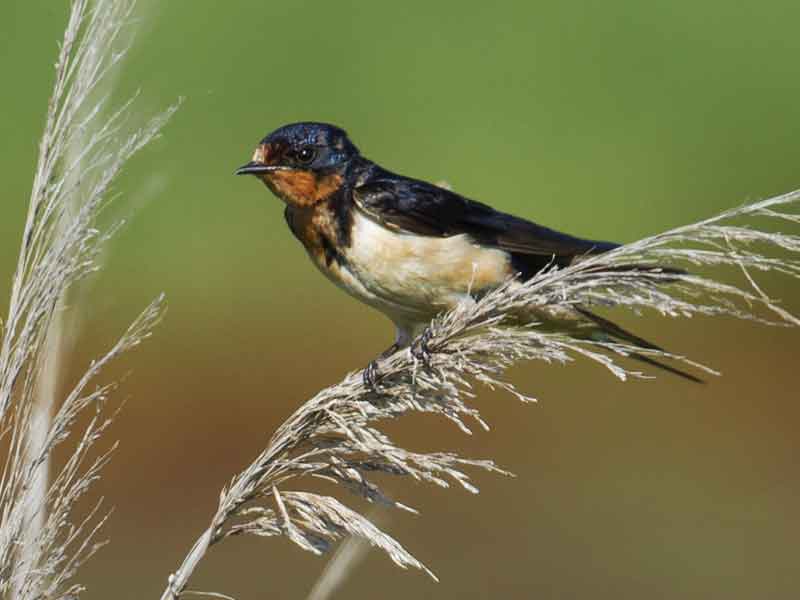 Providence Parks Urban Wildlife Refuge Partnership