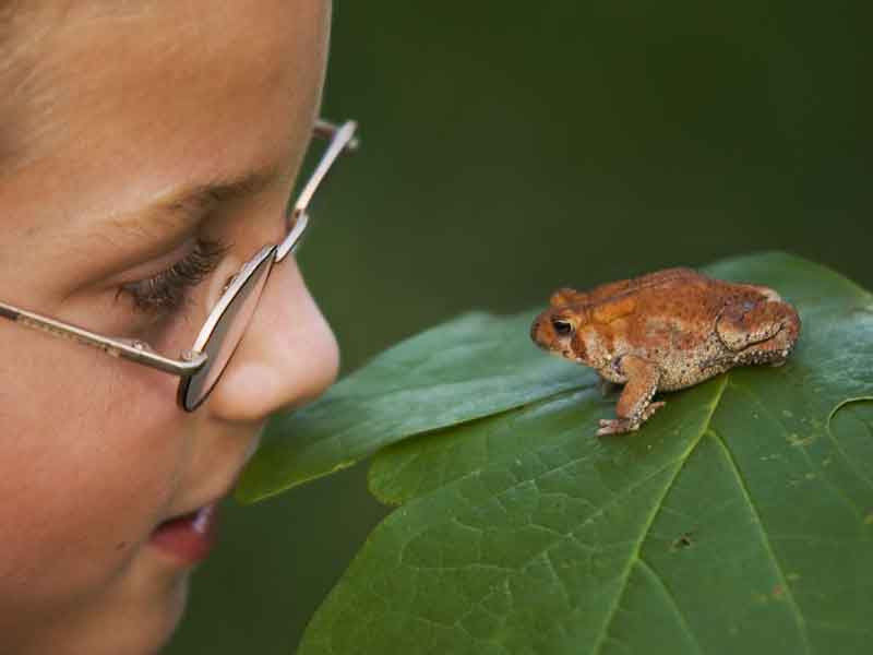 Child examining little toad