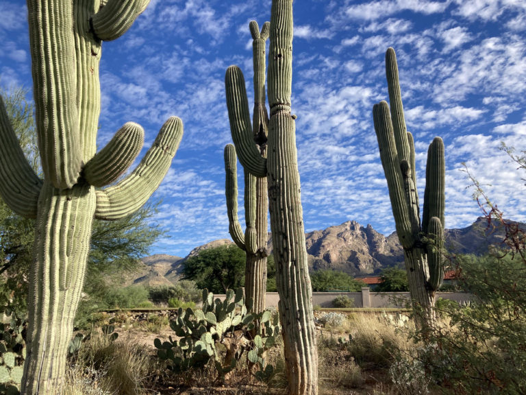 Saguaro cacti fill the foreground of the image with desert brush on the ground. Behind the cacti are scattered clouds in the blue sky and a reddish mountain in the background