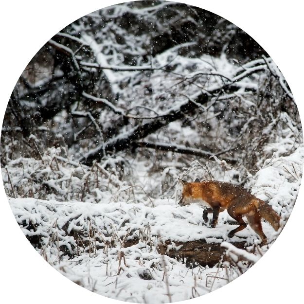 Fox tracking in snow