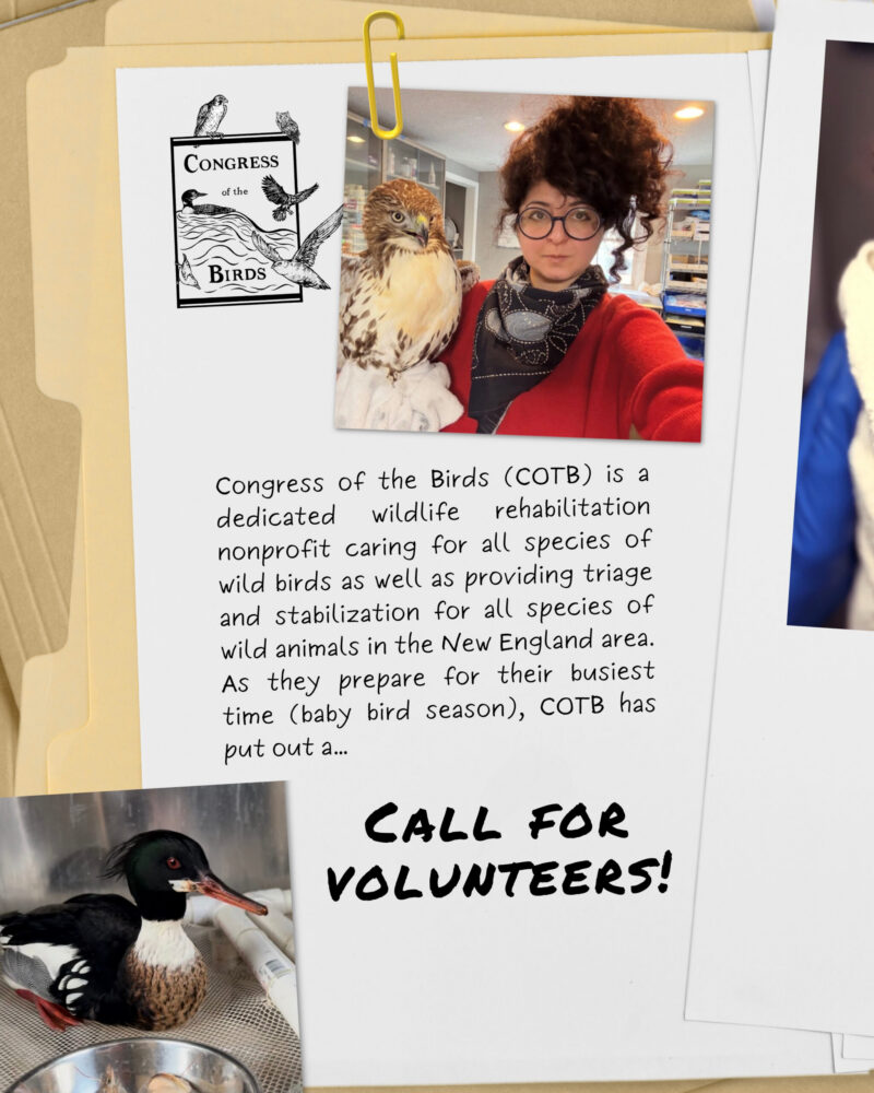 member spotlight congress of the birds 2026