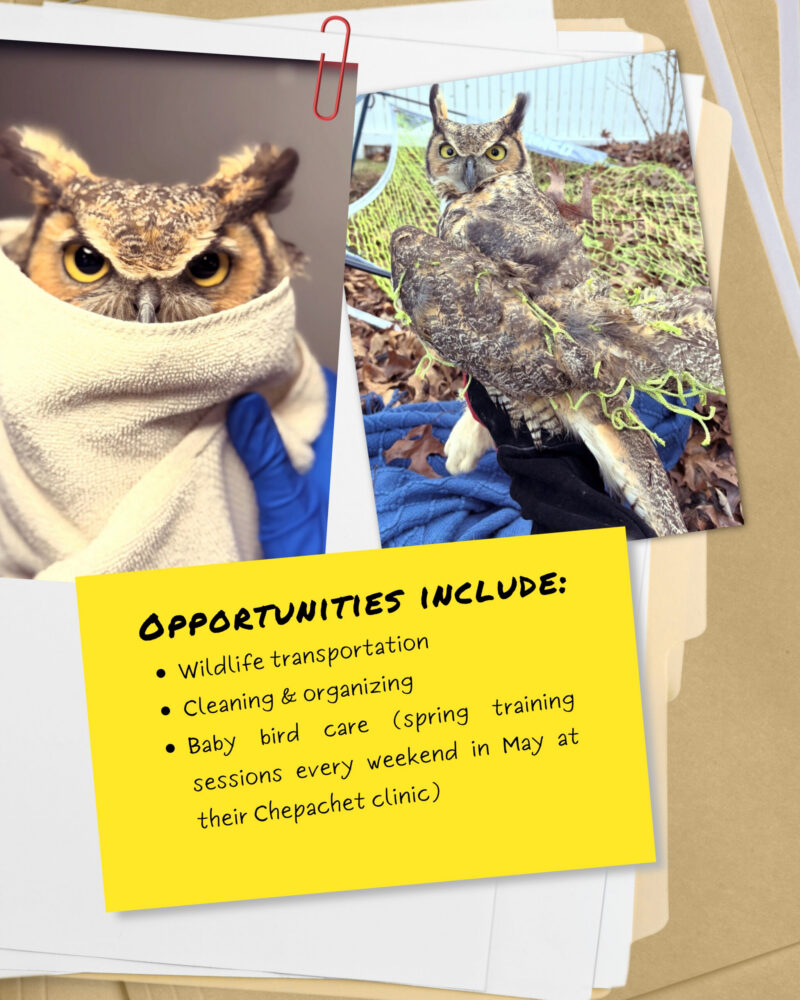 member spotlight congress of the birds 2026