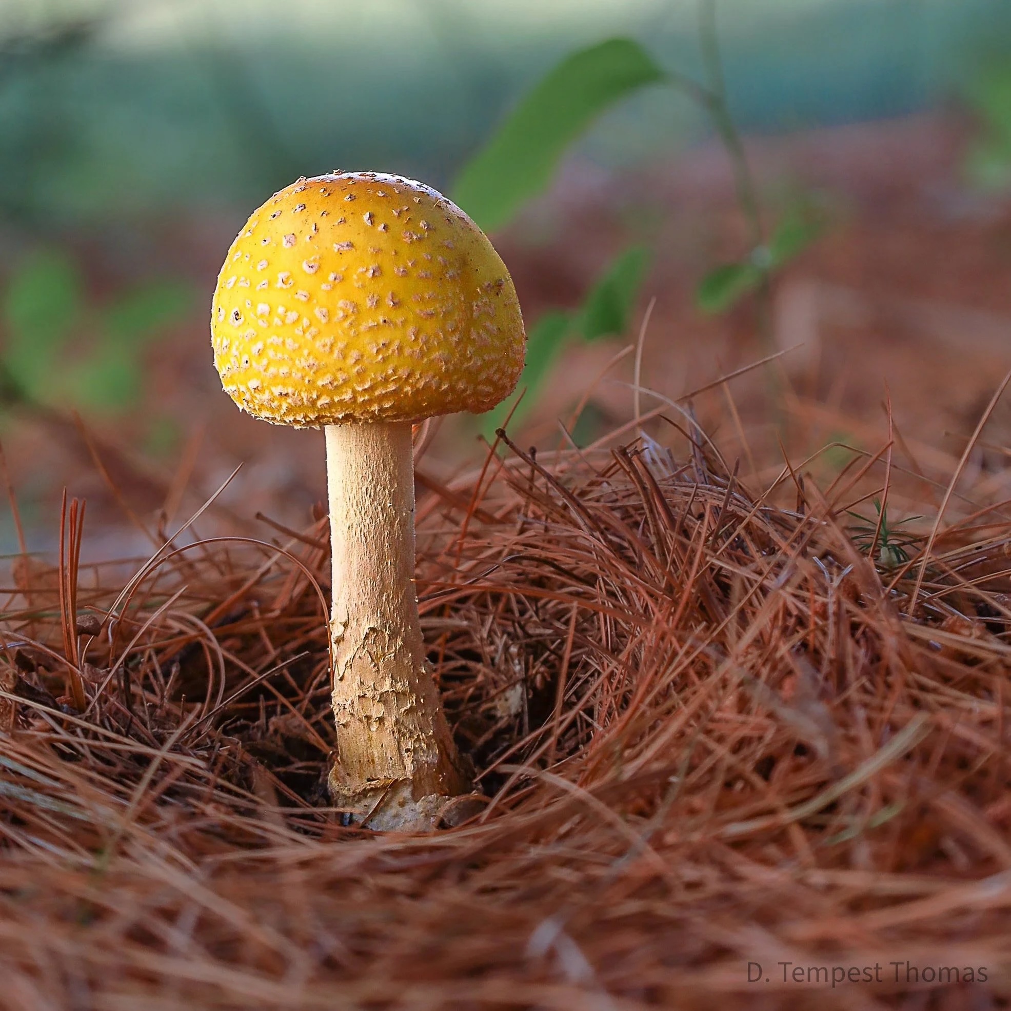Closeup of brightly colored mushroom on what appears to be a forest floor