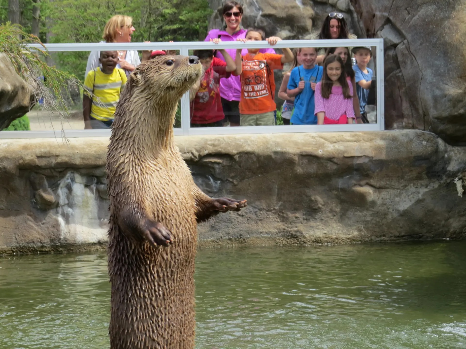Otter in pool of water with kids in background
