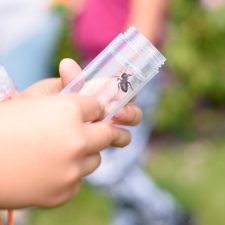 Child's hands holding a clear vial containing a flying insect